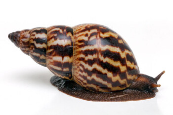 Achatina weynsi Congo